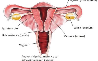 Prevencija, dijagnostika i terapija cerviksa uterusa